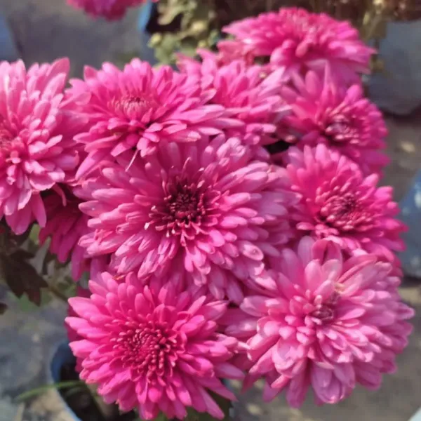 Chrysanthemum_Chandramallika_Flower_Plant_Purple