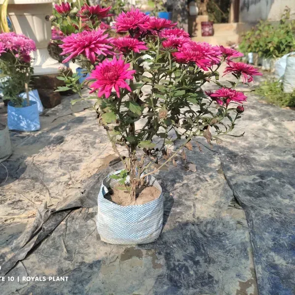 Chrysanthemum_Chandramallika_Flower_Plant_Purple