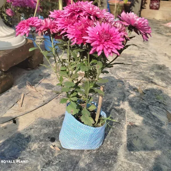 Chrysanthemum_Chandramallika_Flower_Plant_Purple