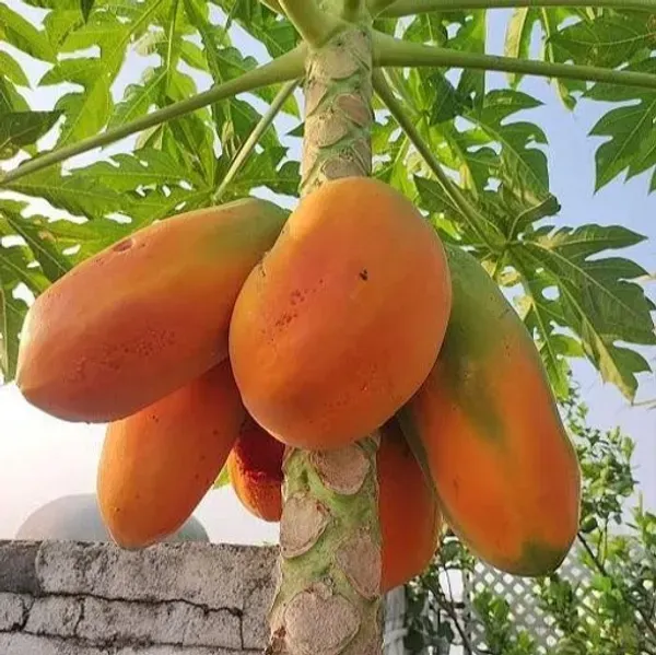 Red_Lady_Papaya_Live_Fruit_Plant