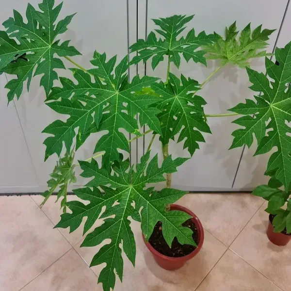 Red_Lady_Papaya_Live_Fruit_Plant