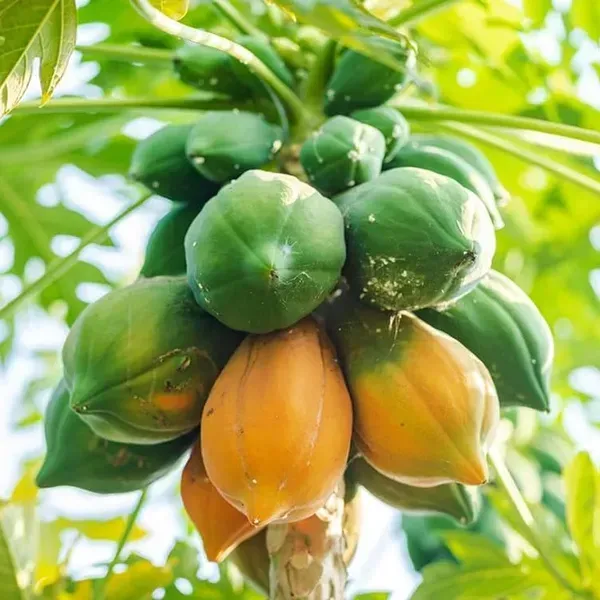 Red_Lady_Papaya_Live_Fruit_Plant