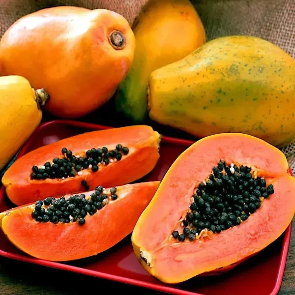 Red_Lady_Papaya_Live_Fruit_Plant