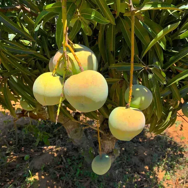 Apple_Rumani_Mango_Grafted_Fruit_Plant_Mangifera_Indica