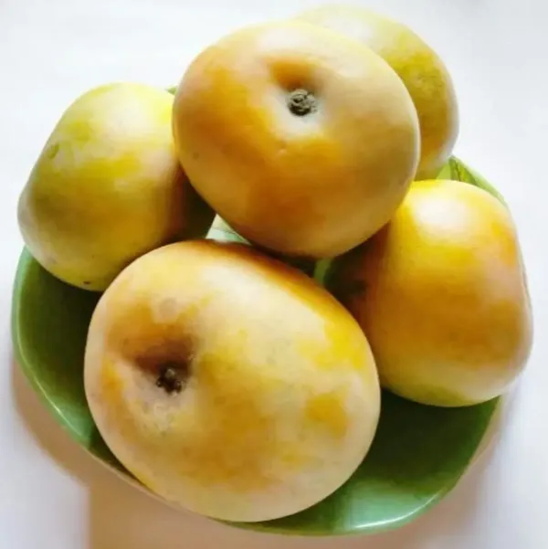 Apple_Rumani_Mango_Grafted_Fruit_Plant_Mangifera_Indica