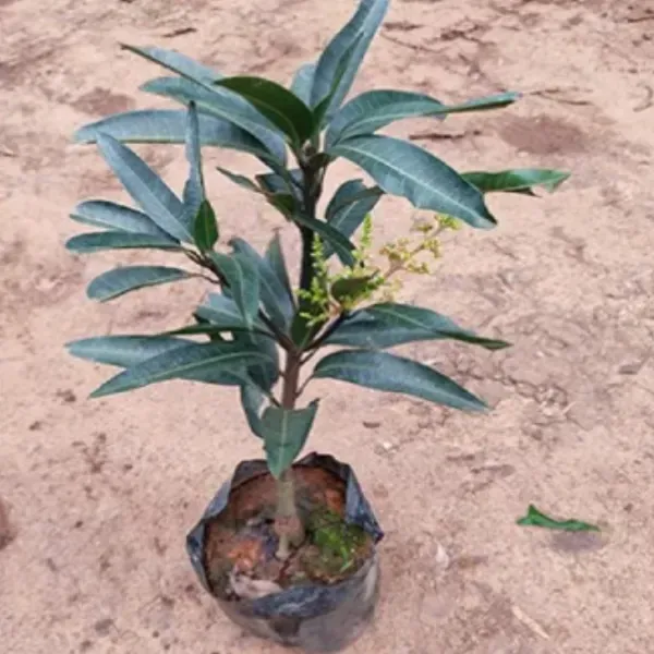 Apple_Rumani_Mango_Grafted_Fruit_Plant_Mangifera_Indica