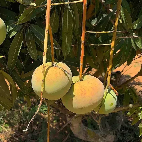 Apple_Rumani_Mango_Grafted_Fruit_Plant_Mangifera_Indica