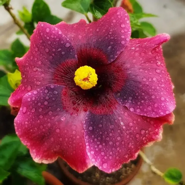 Australian_Variety_Grafted_Hibiscus_Flower_Plant