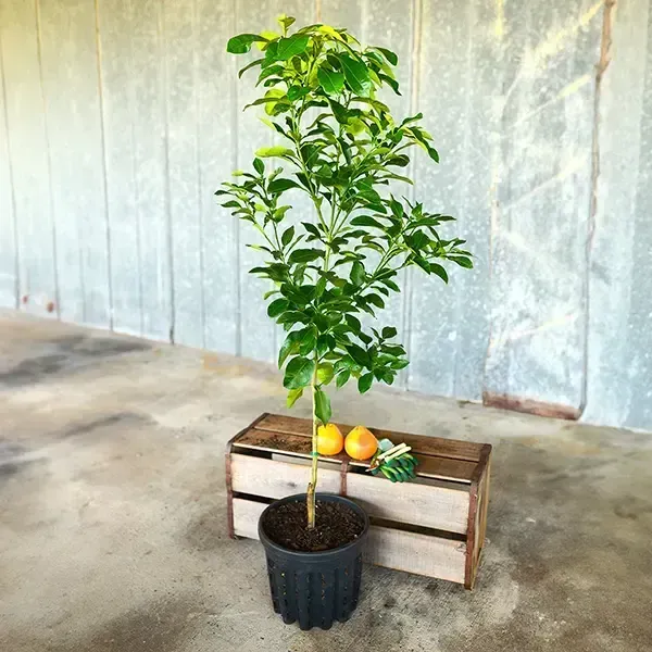 Ruby_Red_Grapefruit_Grafted_Fruit_Plant