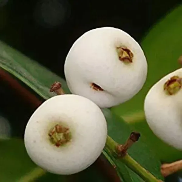 Catseye_Berry_Fruit_Plant_For_Home_Garden