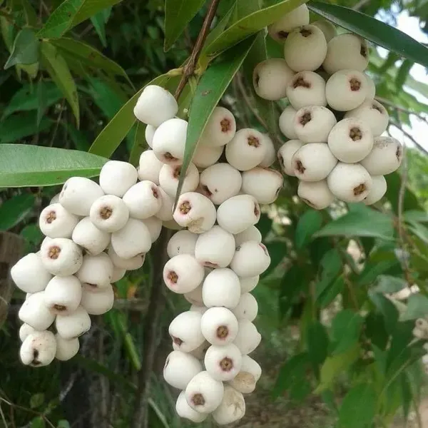 Catseye_Berry_Fruit_Plant_For_Home_Garden