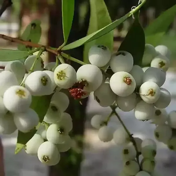 Catseye_Berry_Fruit_Plant_For_Home_Garden