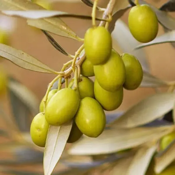 Thai_Variety_Sweet_Olive_Grafted_Fruit_Plant