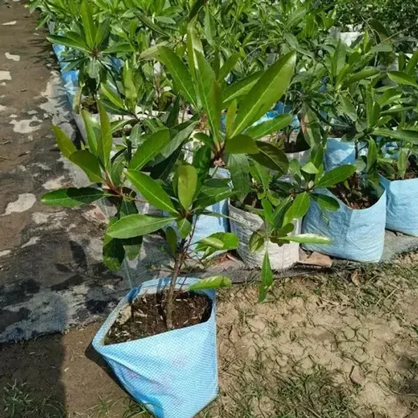 Thai_Variety_Sweet_Olive_Grafted_Fruit_Plant