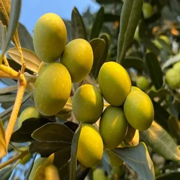Thai_Variety_Sweet_Olive_Grafted_Fruit_Plant