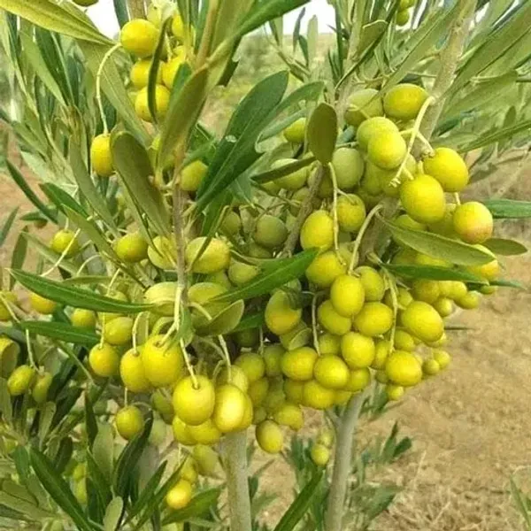 Thai_Variety_Sweet_Olive_Grafted_Fruit_Plant