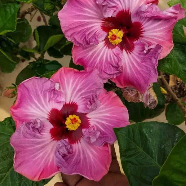 Australian_Variety_Grafted_Hibiscus_Flower_Plant