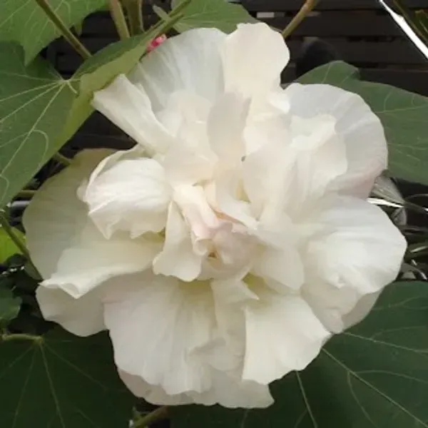 Land_Lotus_Thoka_Variety_Flower_Plant_White