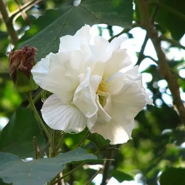 Land_Lotus_Thoka_Variety_Flower_Plant_White