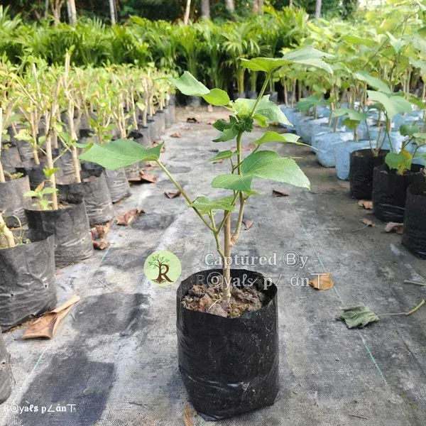 Land_Lotus_Thoka_Variety_Flower_Plant_White
