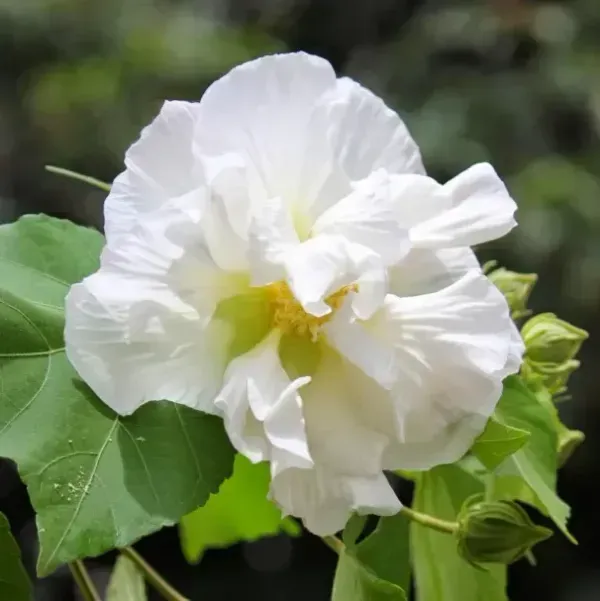Land_Lotus_Thoka_Variety_Flower_Plant_White