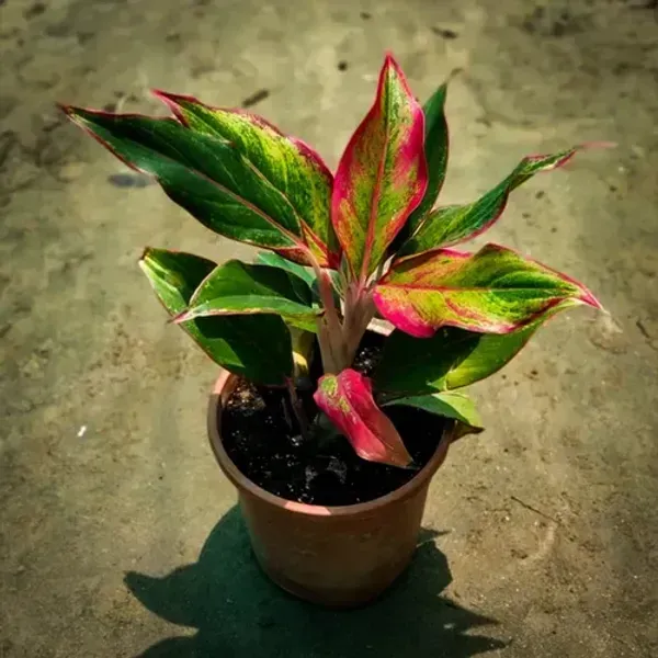 Red_Lipistick_Aglonema_For_Home_Garden