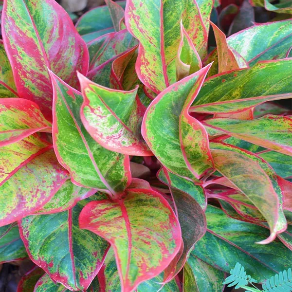 Red_Lipistick_Aglonema_For_Home_Garden