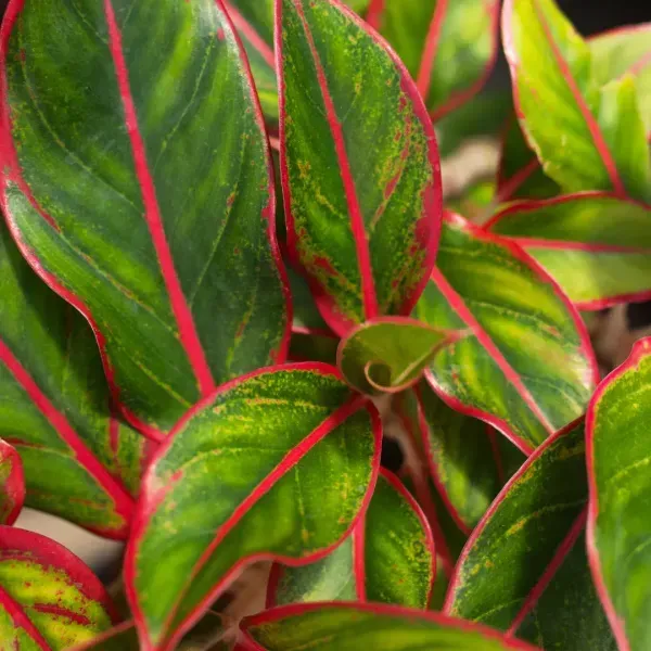 Red_Lipistick_Aglonema_For_Home_Garden