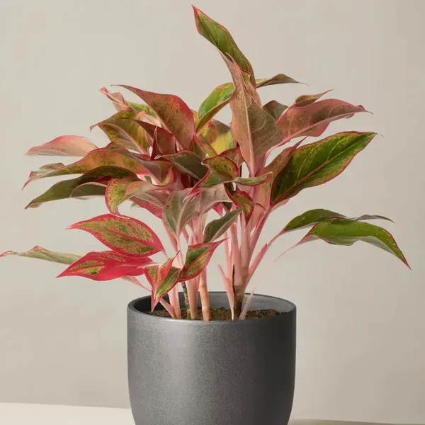 Red_Lipistick_Aglonema_For_Home_Garden