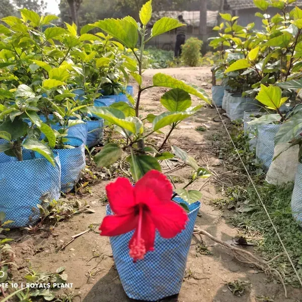 Miniature_Hibiscus_Flower_Plant_Red
