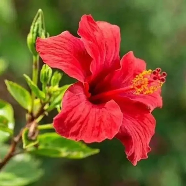 Miniature_Hibiscus_Flower_Plant_Red