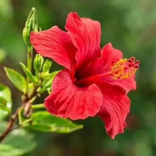 Miniature_Hibiscus_Flower_Plant_Red