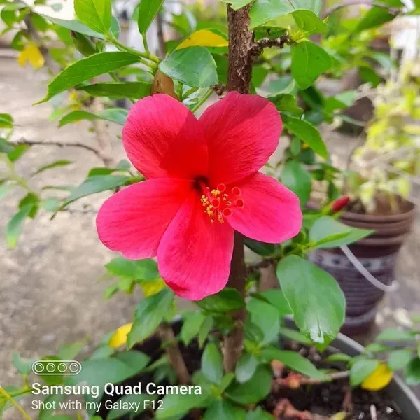 Miniature_Hibiscus_Flower_Plant_Red