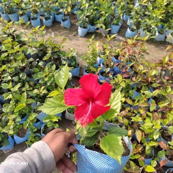 Miniature_Hibiscus_Flower_Plant_Red