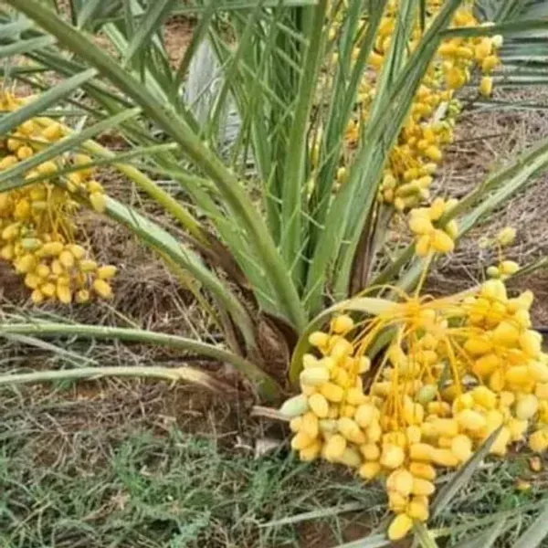 Barahi_Variety_Date_Plum_Live_Plant