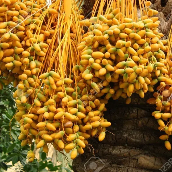 Barahi_Variety_Date_Plum_Live_Plant