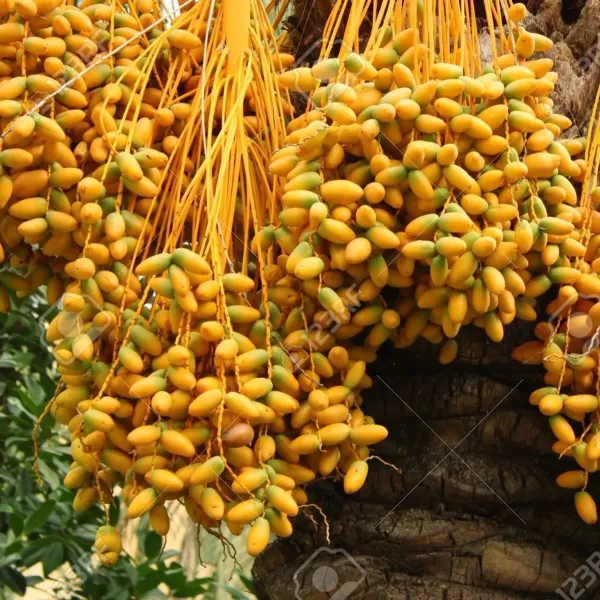 Barahi_Variety_Date_Plum_Live_Plant
