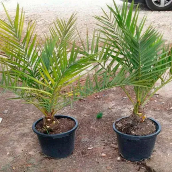 Barahi_Variety_Date_Plum_Live_Plant