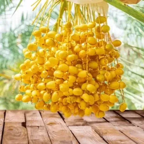 Barahi_Variety_Date_Plum_Live_Plant