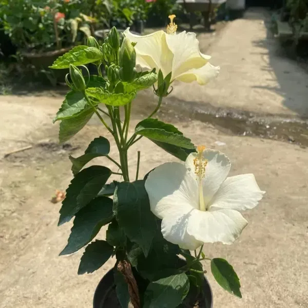 American_Variety_Hibiscus_Flower_Plants_White