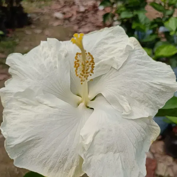 American_Variety_Hibiscus_Flower_Plants_White