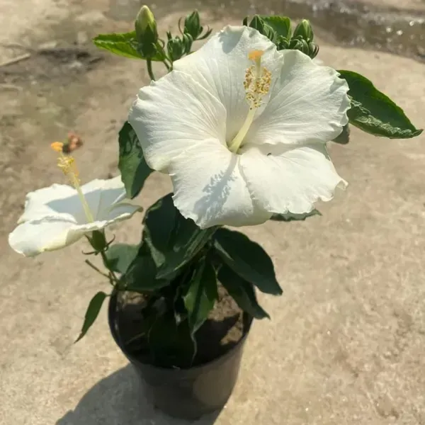 American_Variety_Hibiscus_Flower_Plants_White