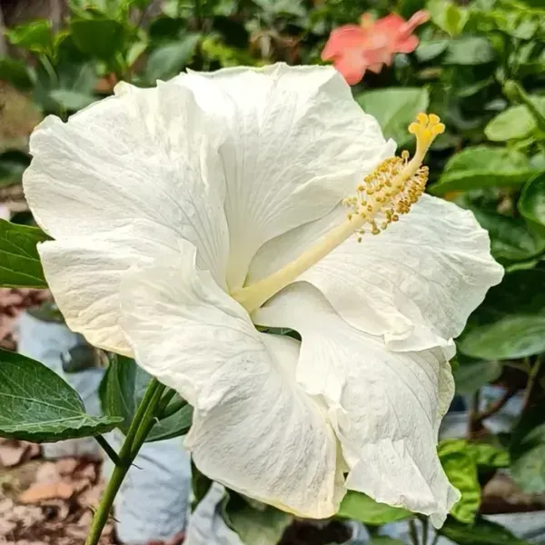 American_Variety_Hibiscus_Flower_Plants_White