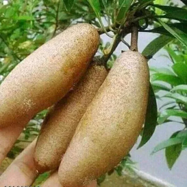 Banana_Chikoo_Hybrid_Grafted_Fruit_Plant