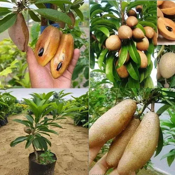 Banana_Chikoo_Hybrid_Grafted_Fruit_Plant