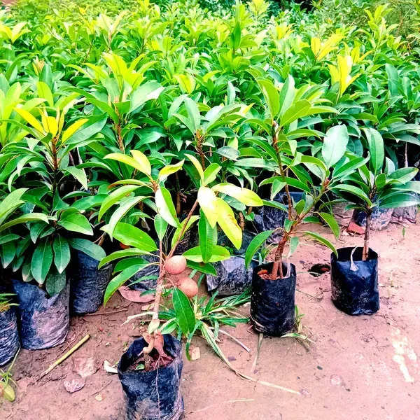 Banana_Chikoo_Hybrid_Grafted_Fruit_Plant