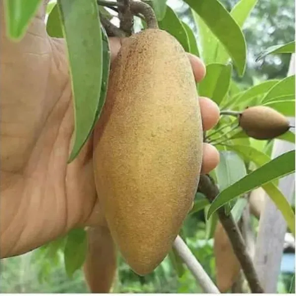 Banana_Chikoo_Hybrid_Grafted_Fruit_Plant
