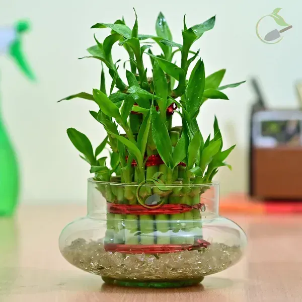 Lucky_Water_Bamboo_Live_Plants_4_Layers