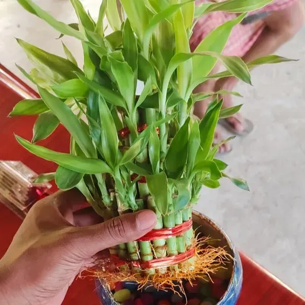Lucky_Water_Bamboo_Live_Plants_4_Layers