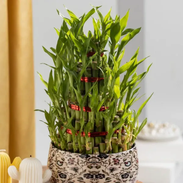 Lucky_Water_Bamboo_Live_Plants_4_Layers